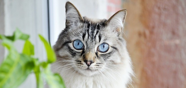 katze katze