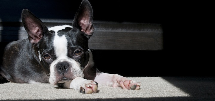 hundeland-boston-terrier hundeland-boston-terrier