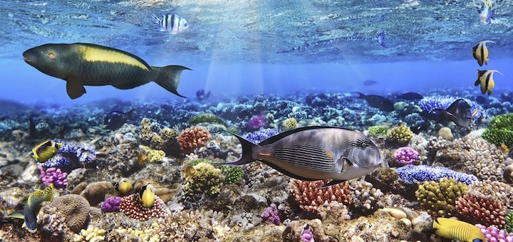 aquarium aquarium